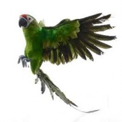 feather parrot flying...