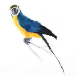 feather parrot on wire...
