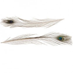Peacock feather 60cm 5pcNatural